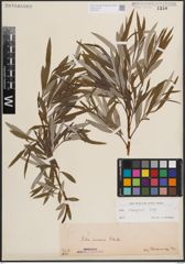 Foto von Salix eleagnos Scop.
